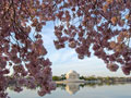 Cherry blossoms