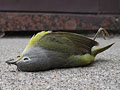 A Nashville warbler after a glass window strike