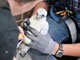 Baby peregrine falcon