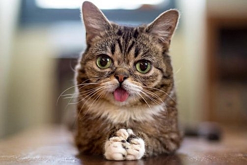 Lil Bub will be just one of the many celebrities on hand for this years Internet Cat Video Festival. Lil Bub will be just one of the many celebrities on hand for this years Internet Cat Video Festival.