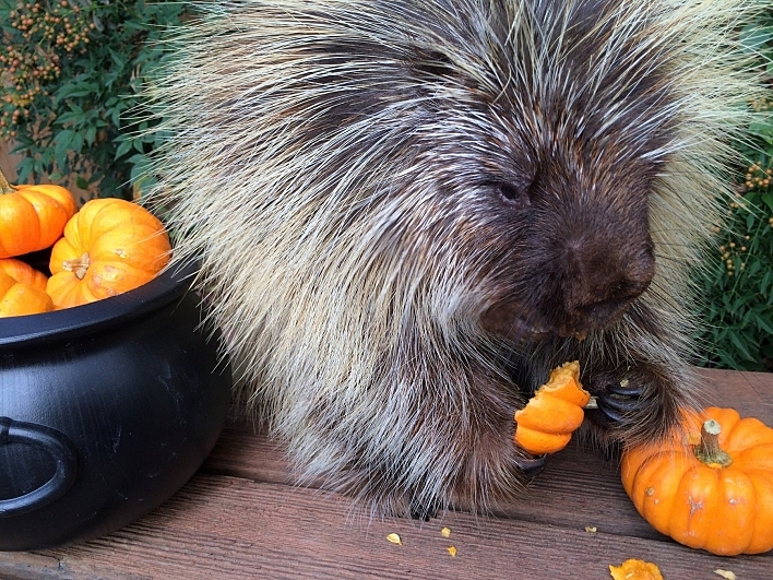 Teddy Bear the Porcupine Teddy Bear the Porcupine