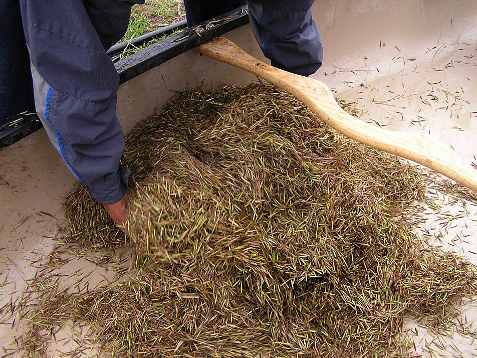 Ojibwe rice harvest is latest test of treaty limits in Minnesota