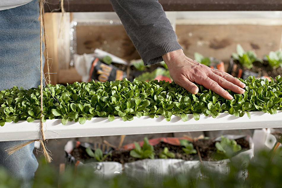 'Deep winter' greenhouse grows veggies yearround Minnesota Public