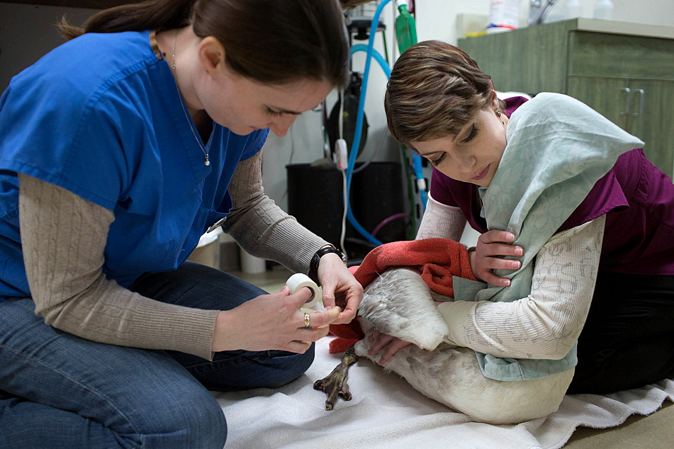 Frozen lakes, deep winter take a toll on swans, other wildlife