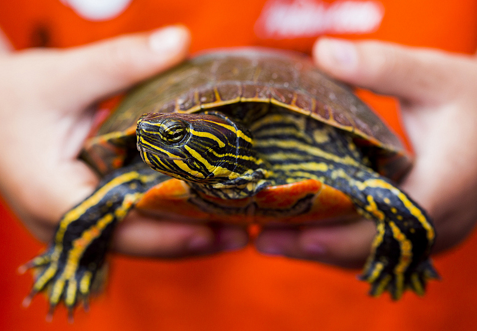 In Perham, turtles are a cause for celebration Minnesota Public Radio