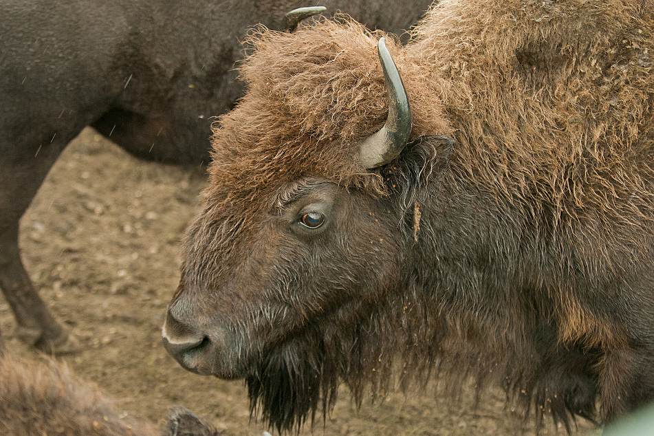 Managing a herd Bison could help restore Minnesota prairie Minnesota