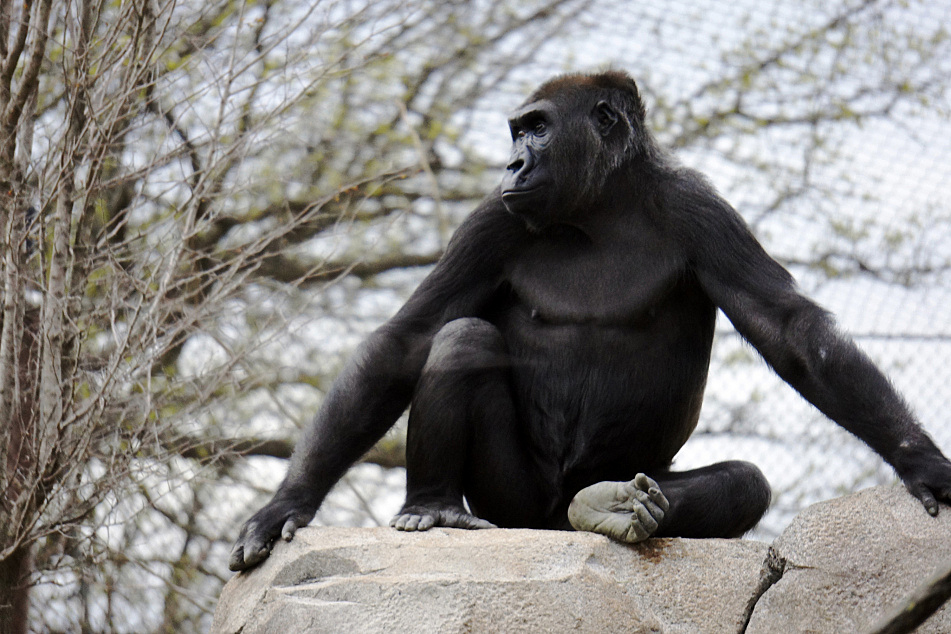 Two Pregnant Gorillas Astonish Como Zoo Officials Minnesota Public