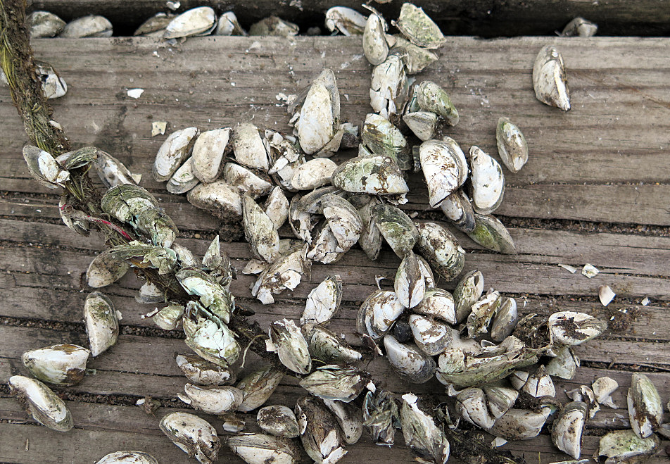 Zebra mussel infestation a first for Morrison County Minnesota Public