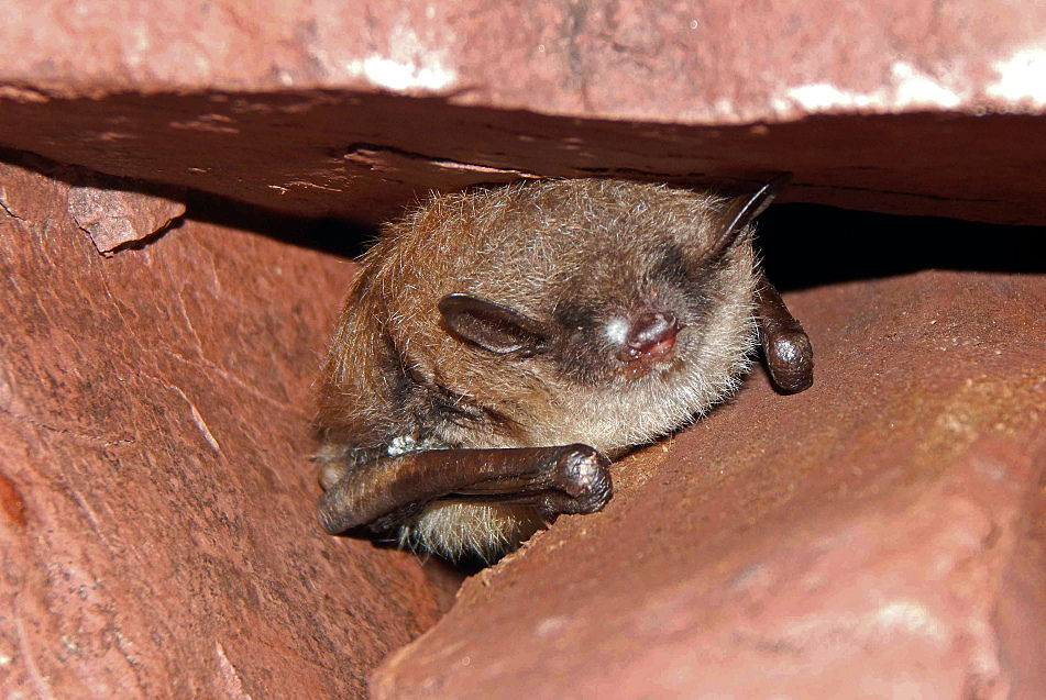 Disease that kills bats confirmed at Minnesota state park Minnesota