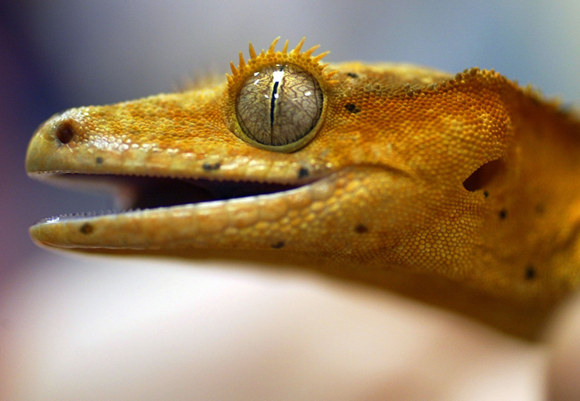 Bell researcher studies geckoes' sticky feet | Minnesota Public Radio News