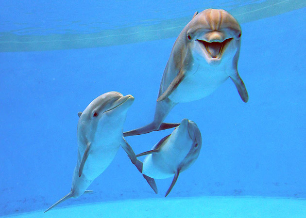 MN Zoo's dolphins find new homes | Minnesota Public Radio News