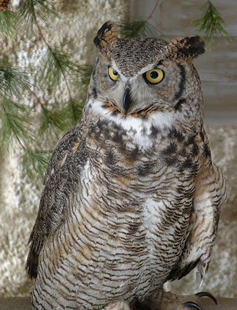 Festival celebrates, demystifies owls | Minnesota Public Radio News