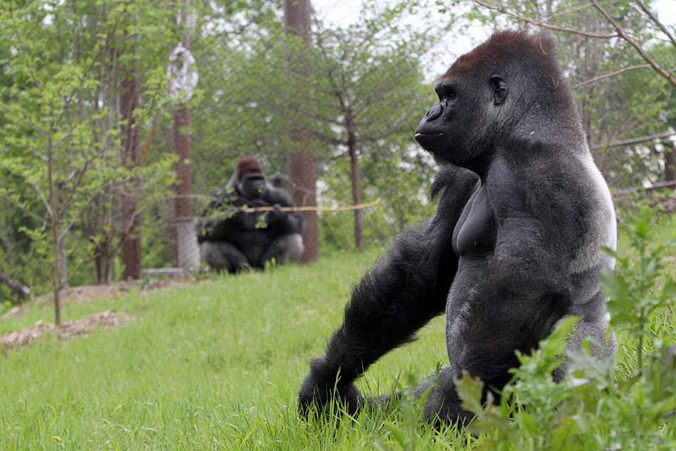 Gorilla Chimba Park