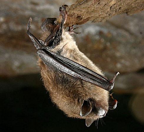 'White-nose' fungus found on bats in 2 Minnesota state parks ...