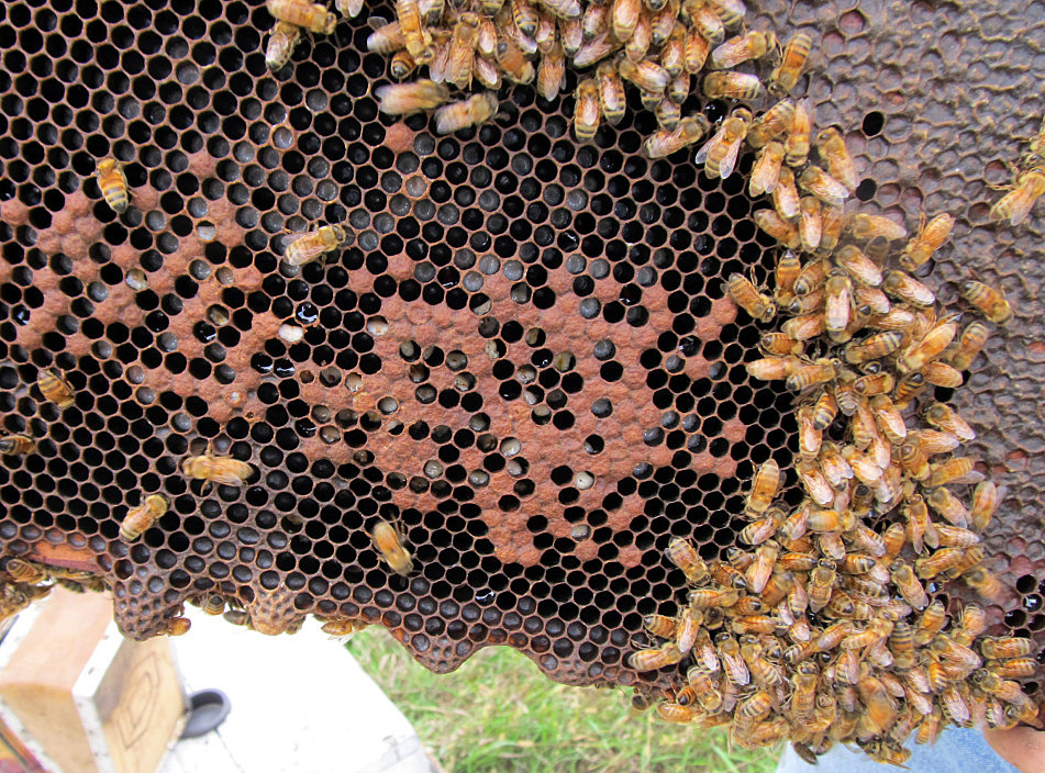 Beekeepers fight disease by breeding 'hygienic' bees | Minnesota Public ...