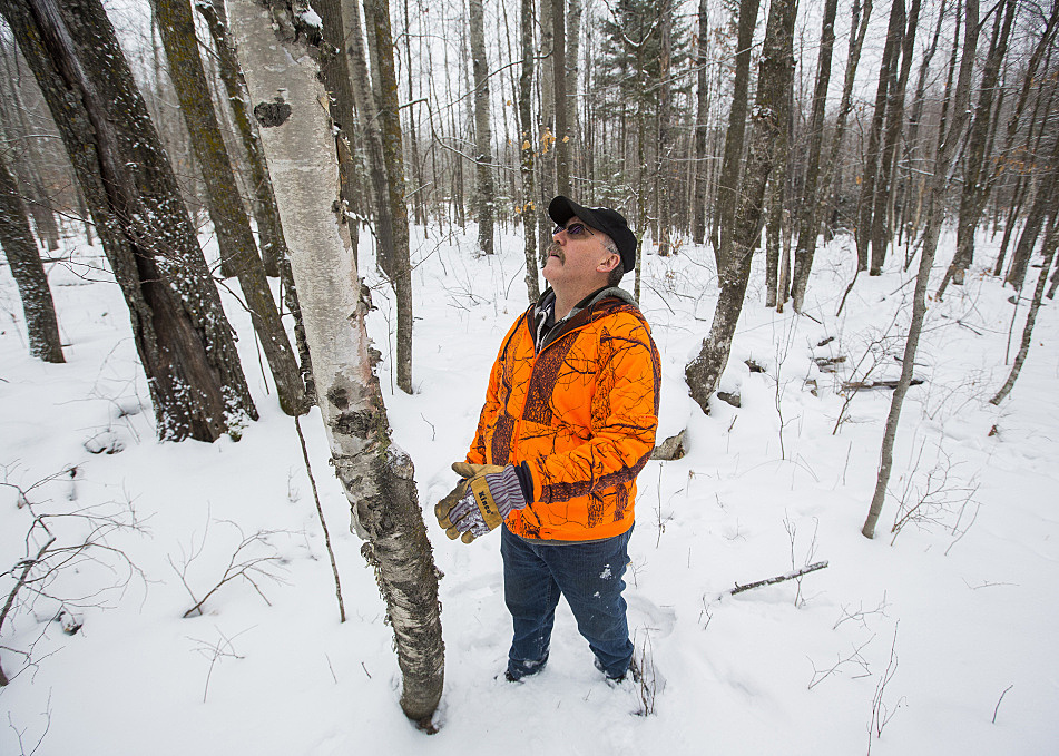 Chaga boom: Health, cash drive northern Minnesota fungus hunt_Biosan ...